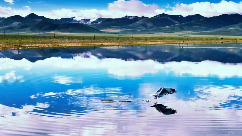 Seagull Flying over Lake — Blue