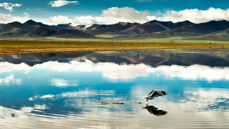 Seagull Flying over Lake