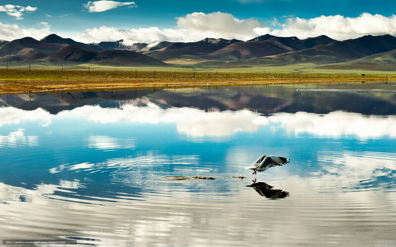 Seagull flying over mountain lake