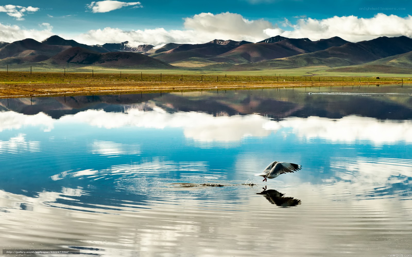 Seagull flying over mountain lake