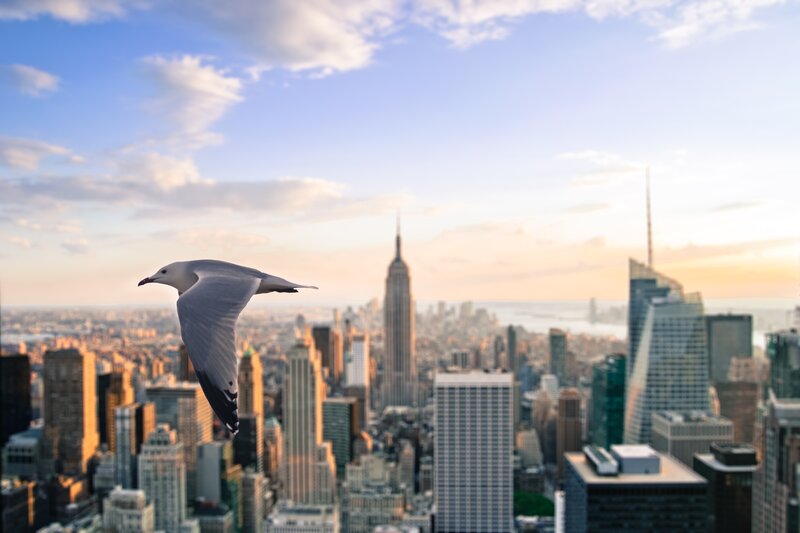 Seagull flying over New York City