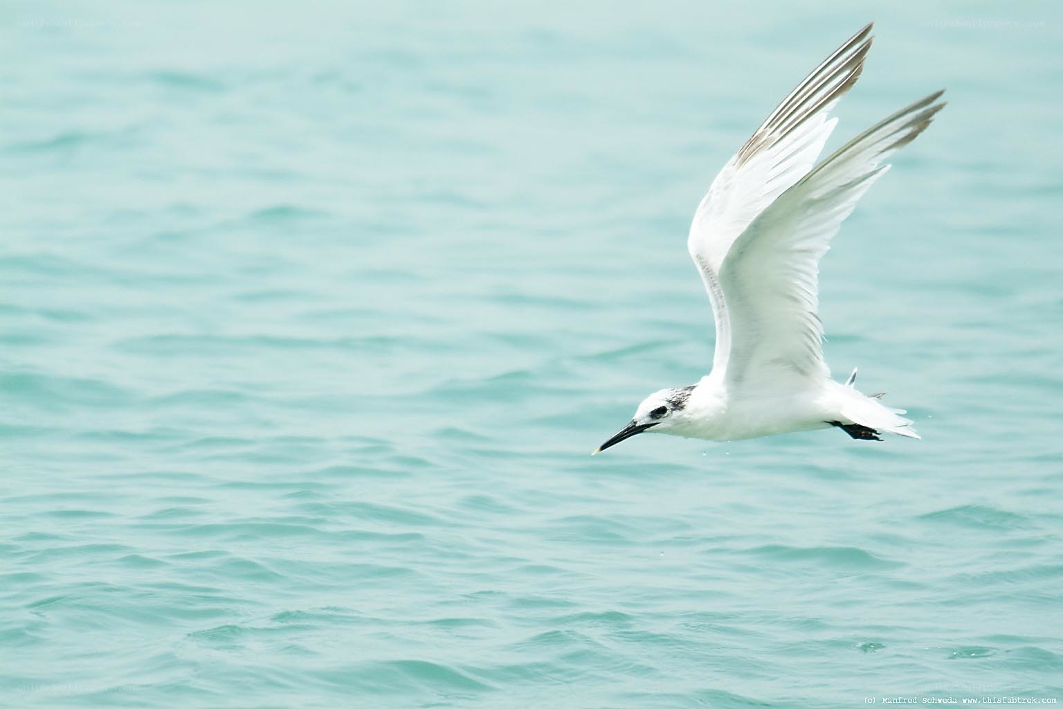 seagull flying over ocean