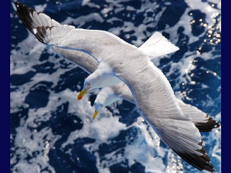 Seagull flying over ocean