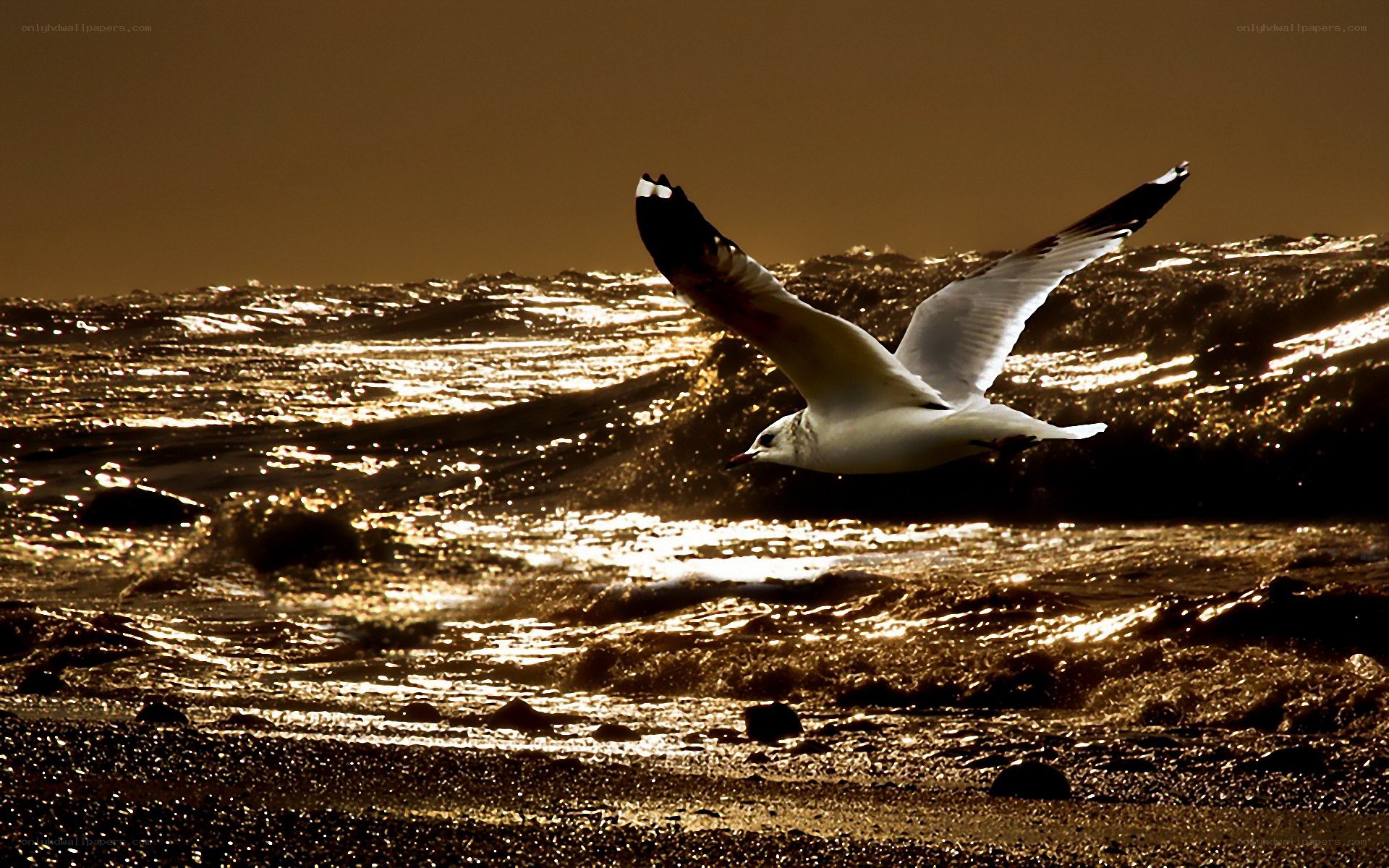 Seagull flying over ocean at sunset