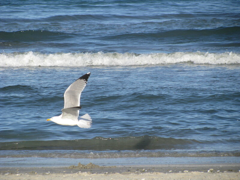 Seagull Flying over Ocean — Blue, Calm, Afternoon, Photograph