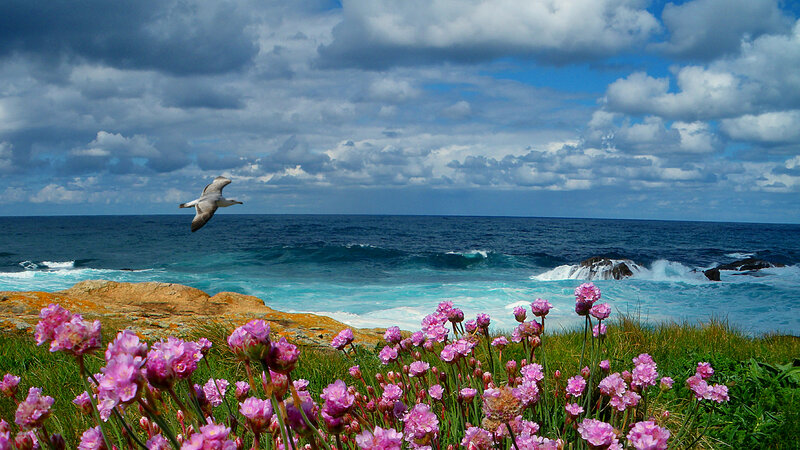 Seagull Flying over Ocean — Blue, Dramatic, Afternoon, Photograph, Flowers
