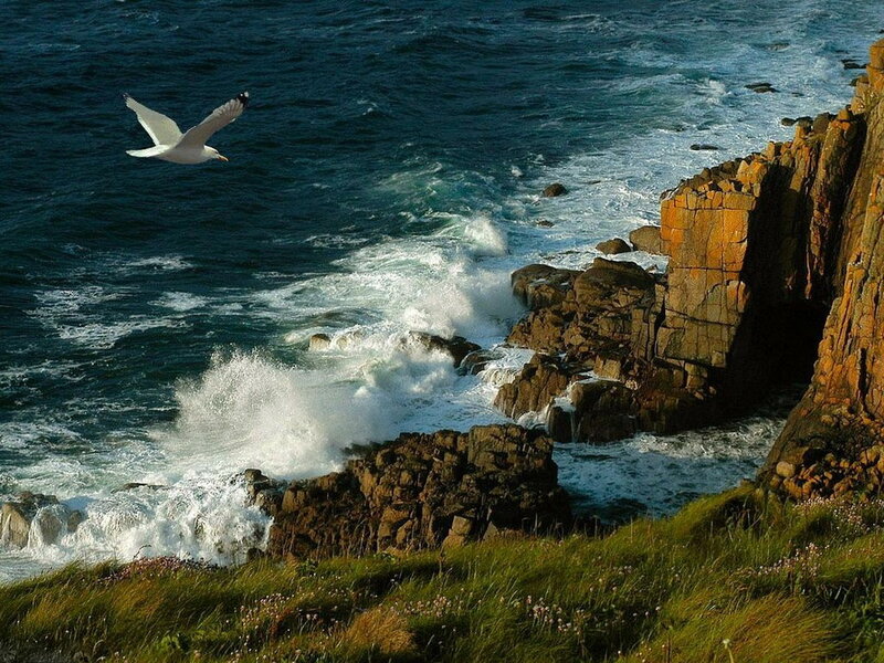 Seagull Flying over Ocean — Blue, Dramatic, Afternoon
