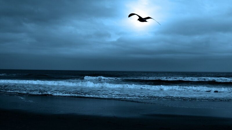 Seagull Flying over Ocean — Blue, Dramatic, Night, Photograph