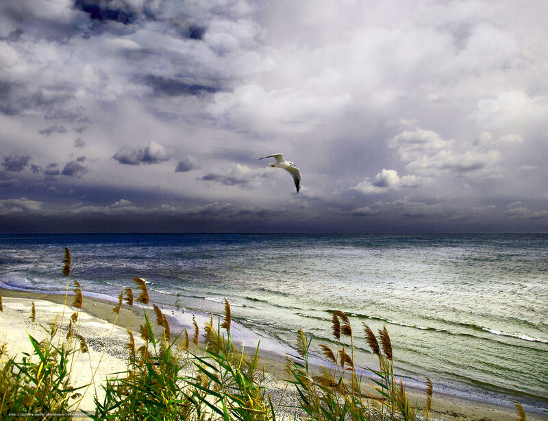 Seagull Flying over Ocean — Blue, Dramatic, Photograph