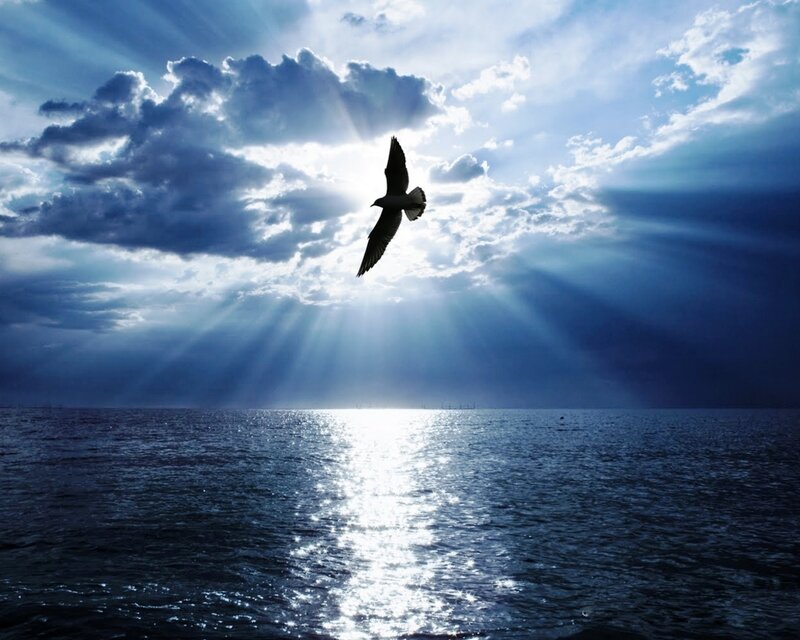 Seagull Flying over Ocean — Blue, Dramatic, Sunrise