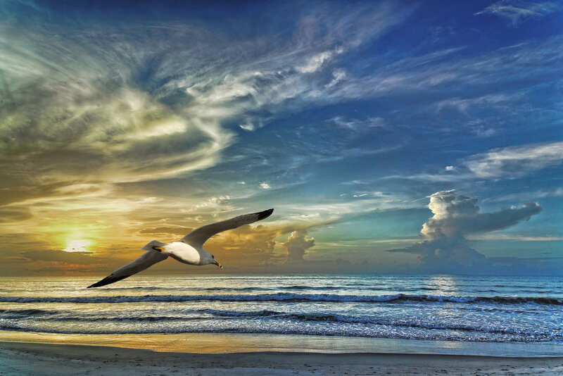 Seagull Flying over Ocean — Blue, Dramatic, Sunset, Photograph