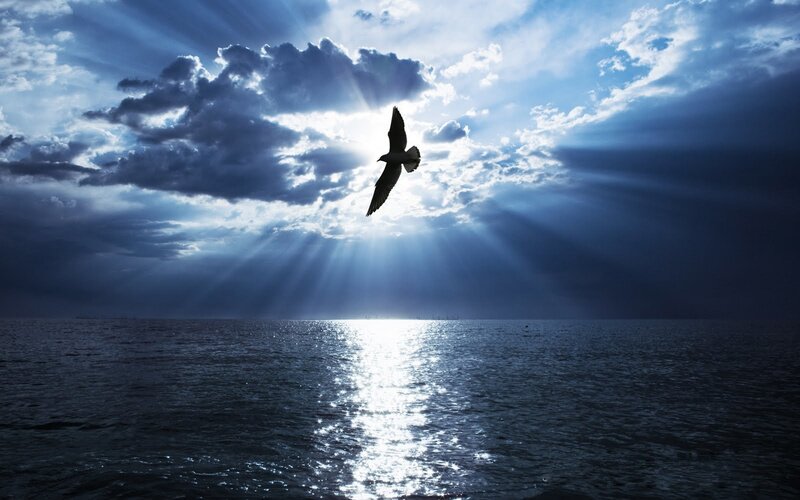 Seagull Flying over Ocean — Blue, Dramatic, Sunset