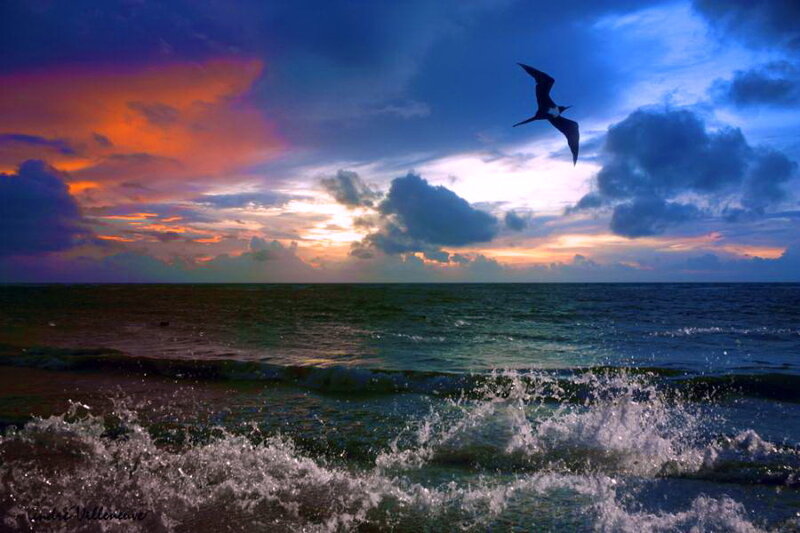 Seagull Flying over Ocean — Blue, Dramatic