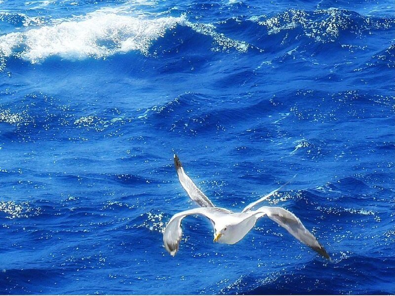 Seagull Flying over Ocean — Blue, Dynamic