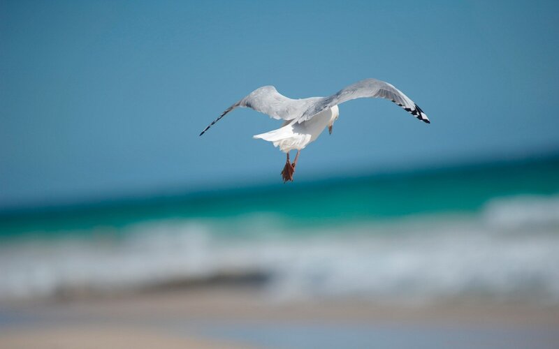 Seagull Flying over Ocean — Blue, Serene, Afternoon, Photograph, Sky, Beach
