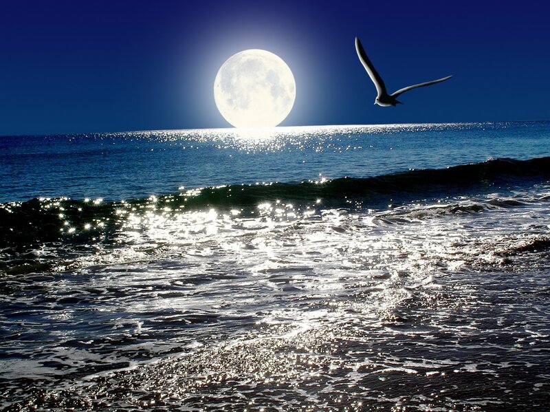 Seagull Flying over Ocean — Blue, Serene, Night