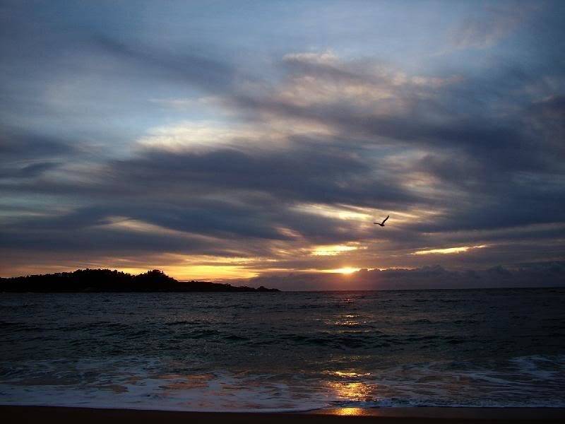 Seagull Flying over Ocean — Blue, Serene, Sunset, Photograph, Sun