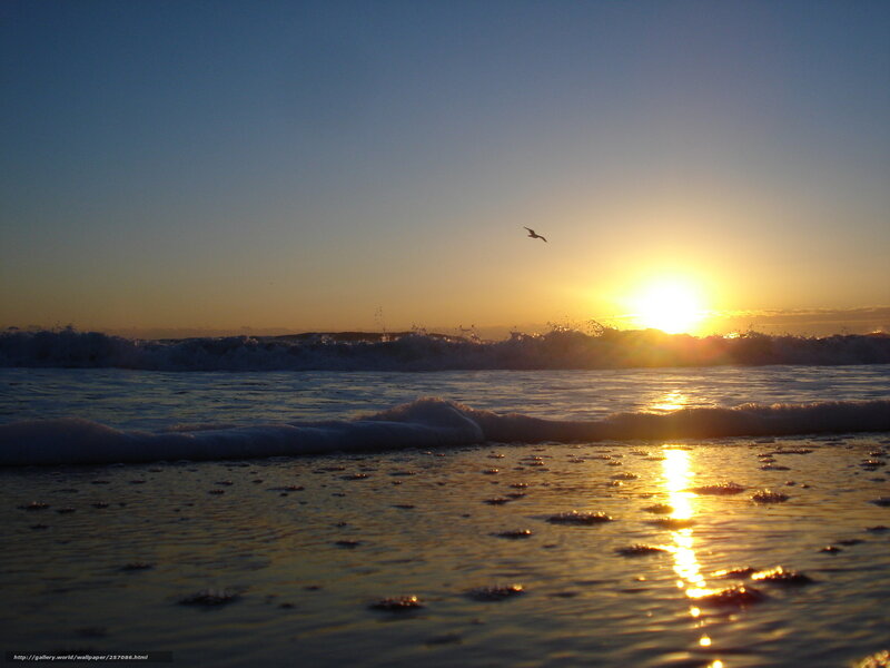 Seagull Flying over Ocean — Blue, Serene, Sunset, Photograph, Sun, Waves