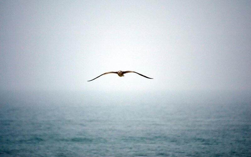 Seagull Flying over Ocean — Blue, Serene