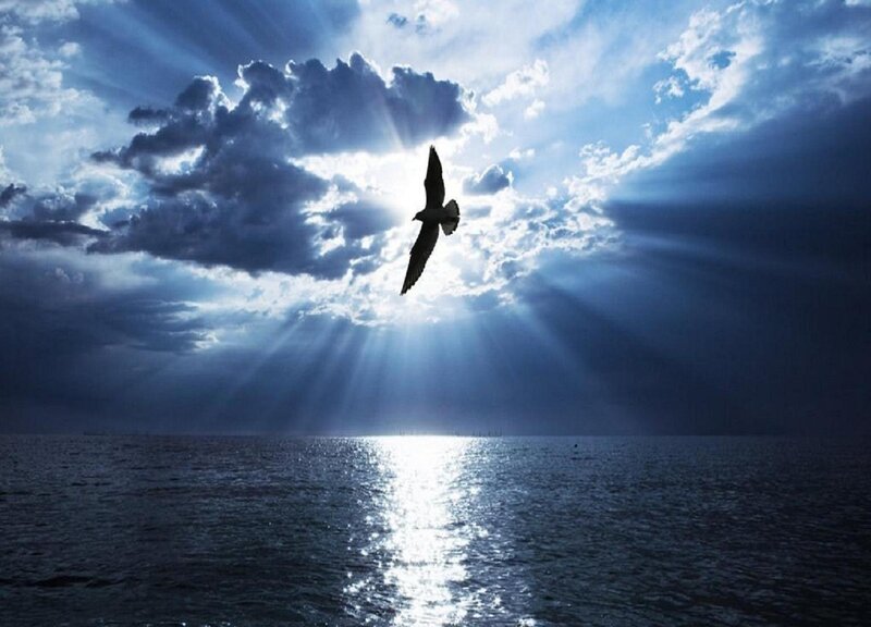 Seagull Flying over Ocean — Blue