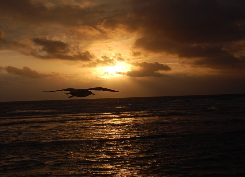 Seagull Flying over Ocean — Gold, Dramatic, Sunset, Photograph, Sun, Clouds