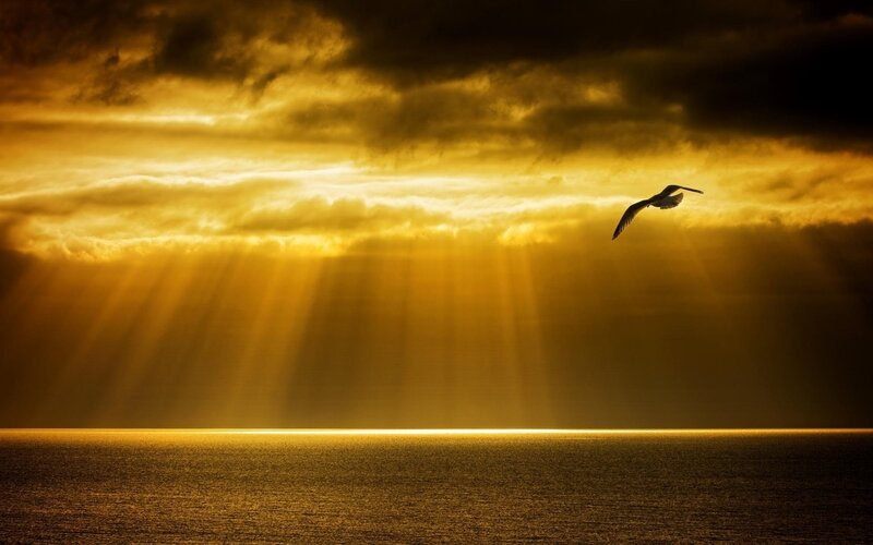 Seagull Flying over Ocean — Gold, Dramatic, Sunset, Photograph