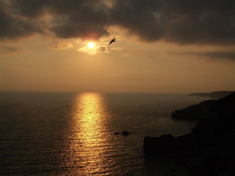 Seagull Flying over Ocean — Gold, Dramatic
