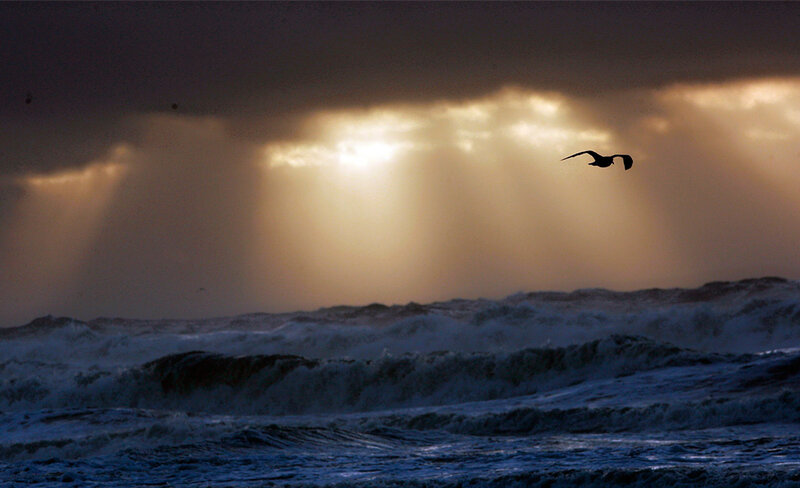 Seagull Flying over Ocean — Gray, Dramatic, Sunset