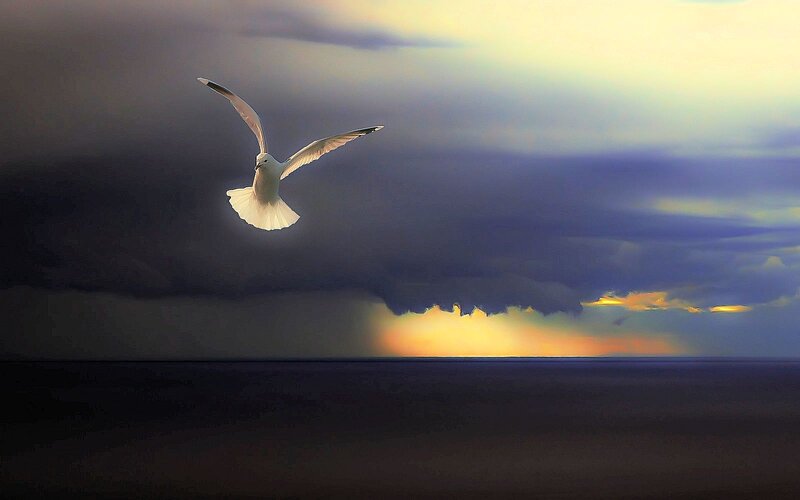 Seagull Flying over Ocean — Gray, Dramatic