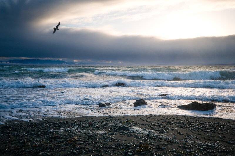 Seagull Flying over Ocean — Gray