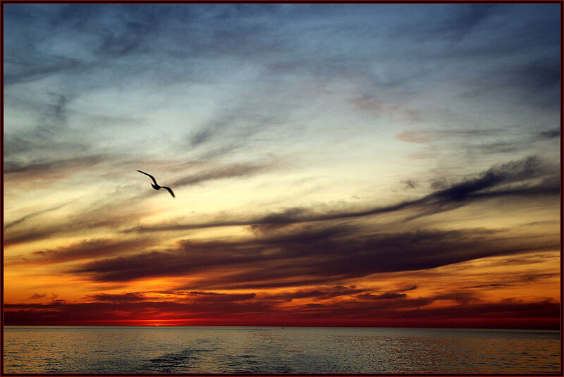 Seagull Flying over Ocean — Orange, Dramatic, Sunset, Photograph, Bird