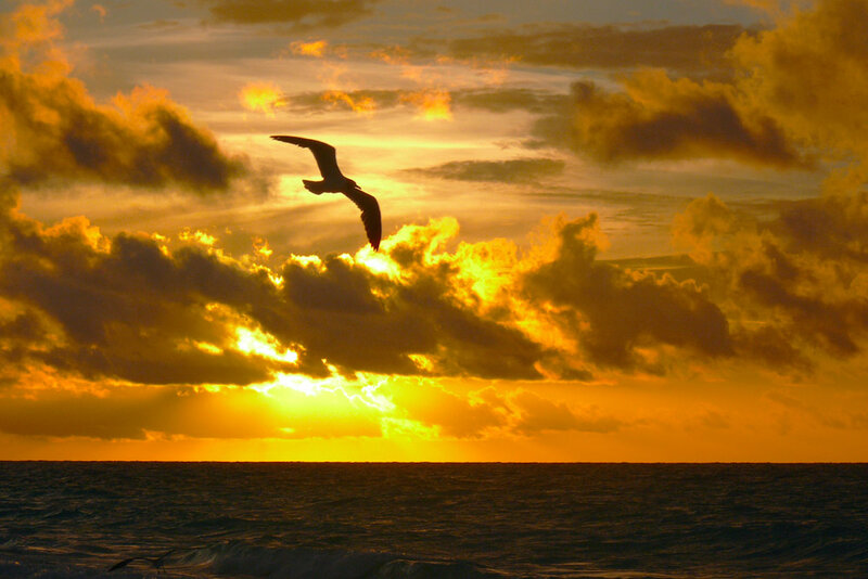 Seagull Flying over Ocean — Orange, Dramatic, Sunset, Photograph, Clouds