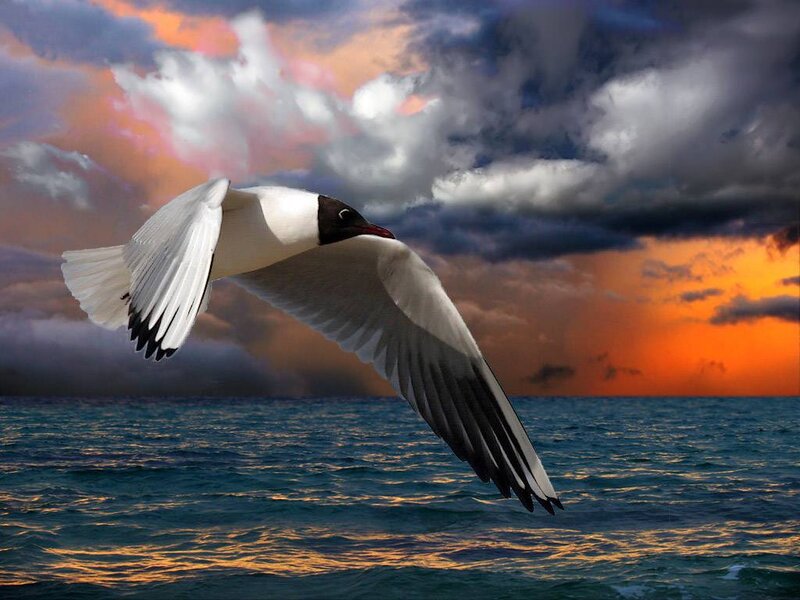 Seagull Flying over Ocean — Orange, Dramatic, Sunset, Photograph, Sky, Clouds