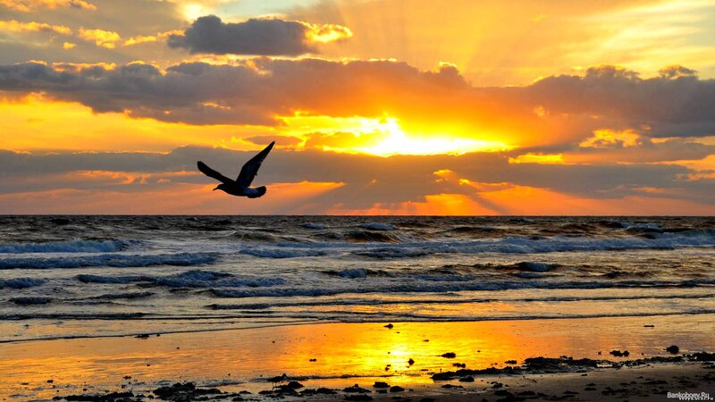 Seagull Flying over Ocean — Orange, Dramatic, Sunset, Photograph, Sky