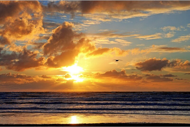 Seagull Flying over Ocean — Orange, Dramatic, Sunset, Photograph, Sun