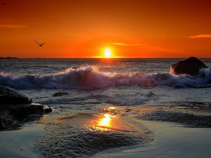 Seagull Flying over Ocean — Orange, Dramatic, Sunset, Photograph, Sun, Waves