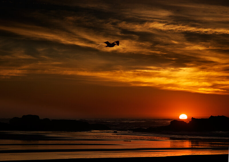 Seagull Flying over Ocean — Orange, Dramatic, Sunset