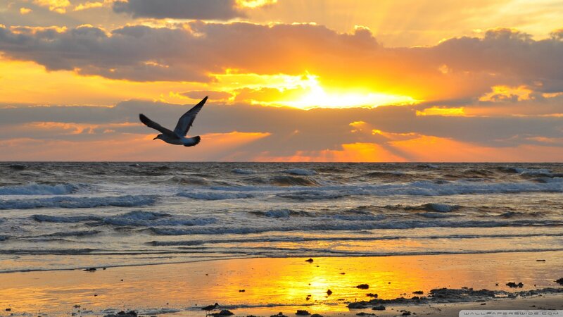 Seagull Flying over Ocean — Orange, Serene, Sunset, Photograph, Sky