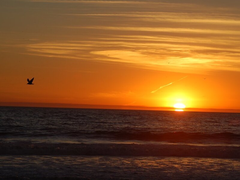 Seagull Flying over Ocean — Orange, Serene, Sunset, Photograph, Sun, Clouds, Bird