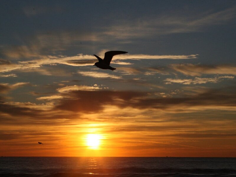 Seagull Flying over Ocean — Orange, Serene, Sunset, Photograph, Sun, Clouds