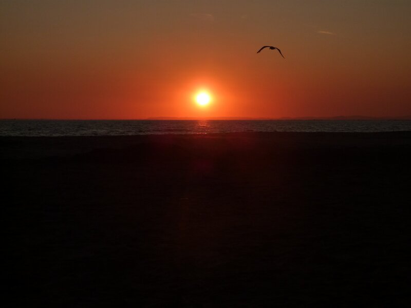 Seagull Flying over Ocean — Orange, Serene, Sunset, Photograph, Sun, Sky, Black