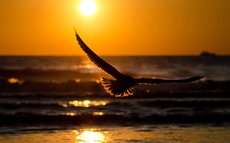 Seagull Flying over Ocean — Orange, Serene, Sunset, Photograph, Sun, Sky, Yellow