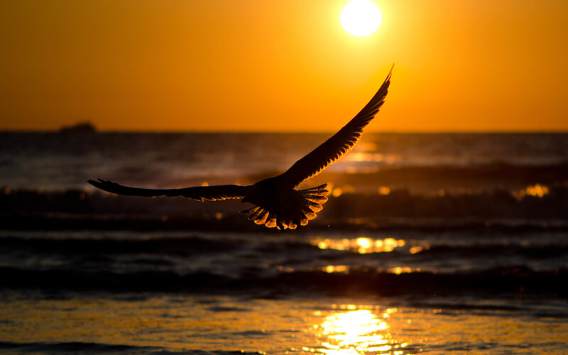 Seagull Flying over Ocean — Orange, Serene, Sunset, Photograph, Sun, Waves