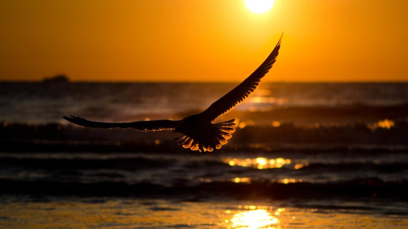 Seagull Flying over Ocean — Orange, Serene, Sunset, Photograph, Sun, Waves, Yellow