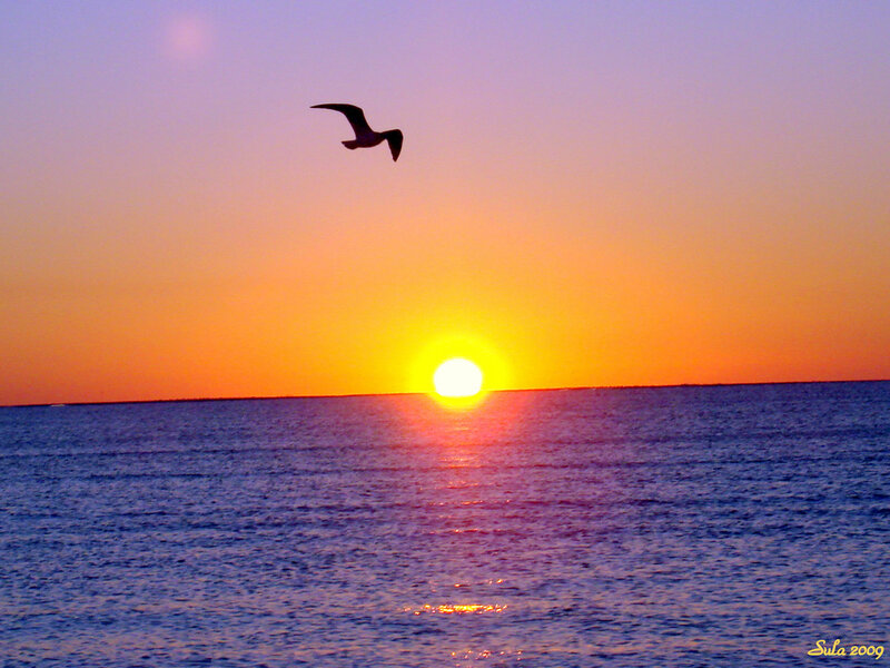 Seagull Flying over Ocean — Orange, Serene
