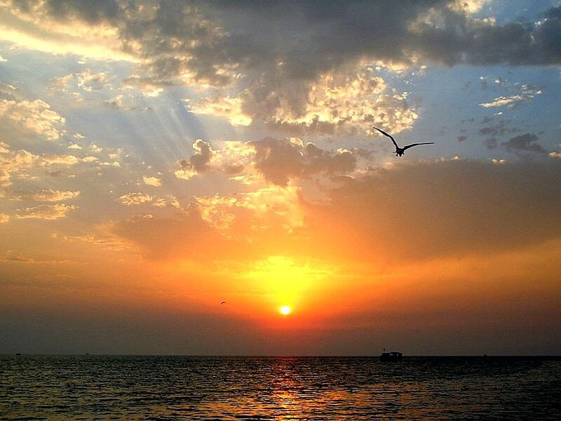 Seagull Flying over Ocean — Orange