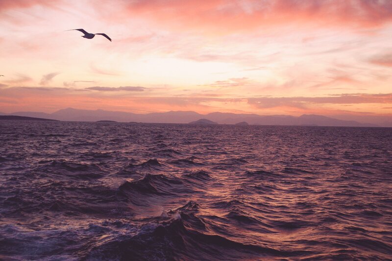Seagull Flying over Ocean — Pink, Serene