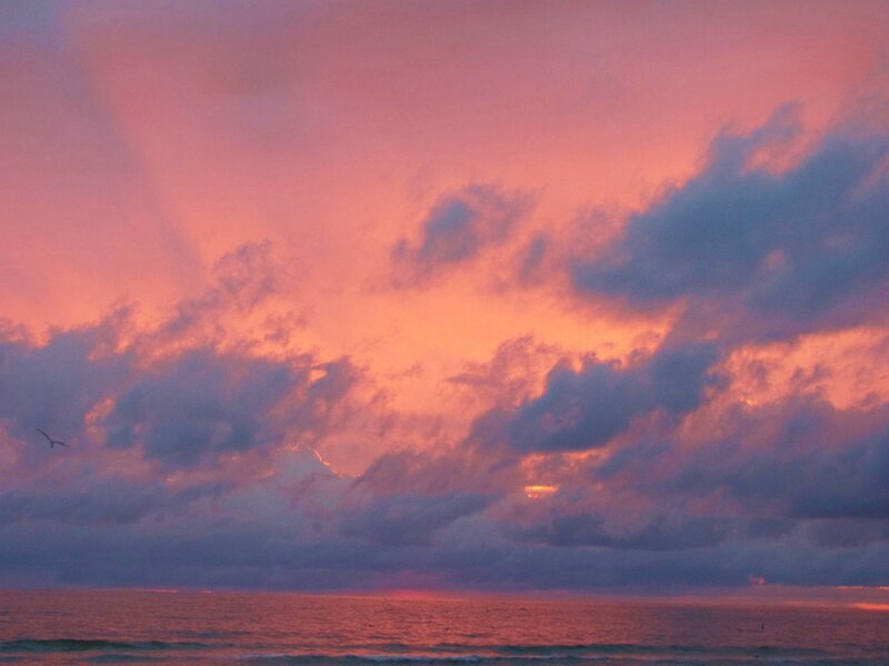 Seagull Flying over Ocean — Pink
