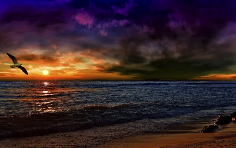 Seagull Flying over Ocean — Purple, Dramatic, Sunset, Photograph, Sun