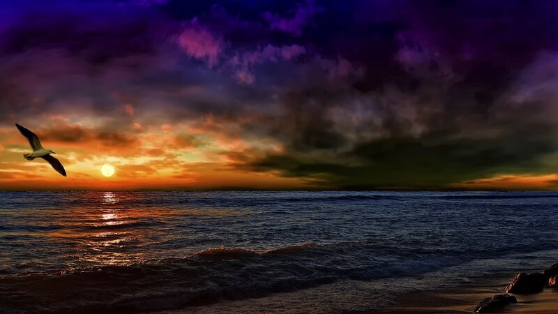 Seagull Flying over Ocean — Purple, Dramatic, Sunset, Photograph